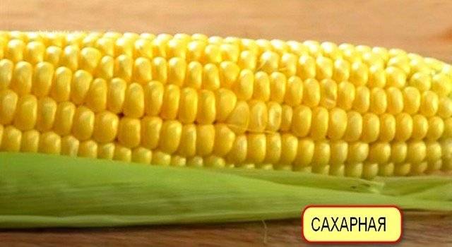 Как отличить кормовую кукурузу от пищевой по внешнему виду