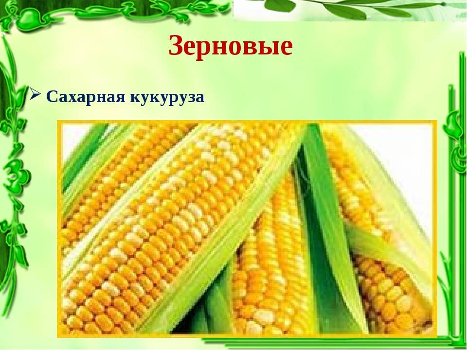 Кукуруза — что это за культура: овощная или зерновая?