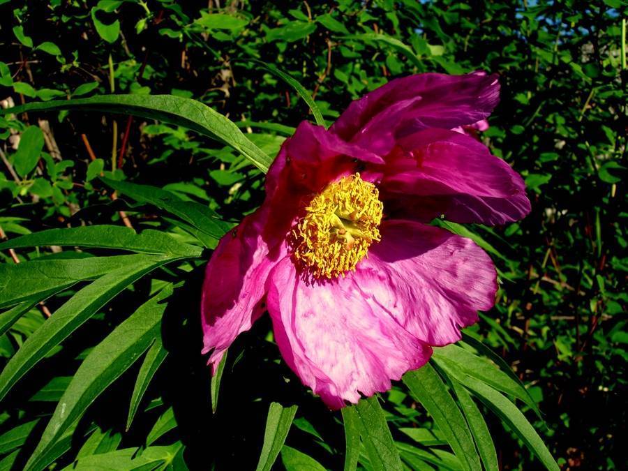 Пион. инструкция по применению. справочник лекарств, медикаментов, бад