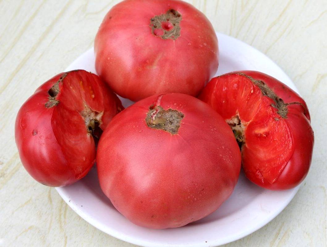 Сорт томата «бабушкин секрет» - описание, фото, урожайность