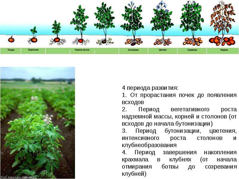 Голландский способ посадки картофеля схема посадки