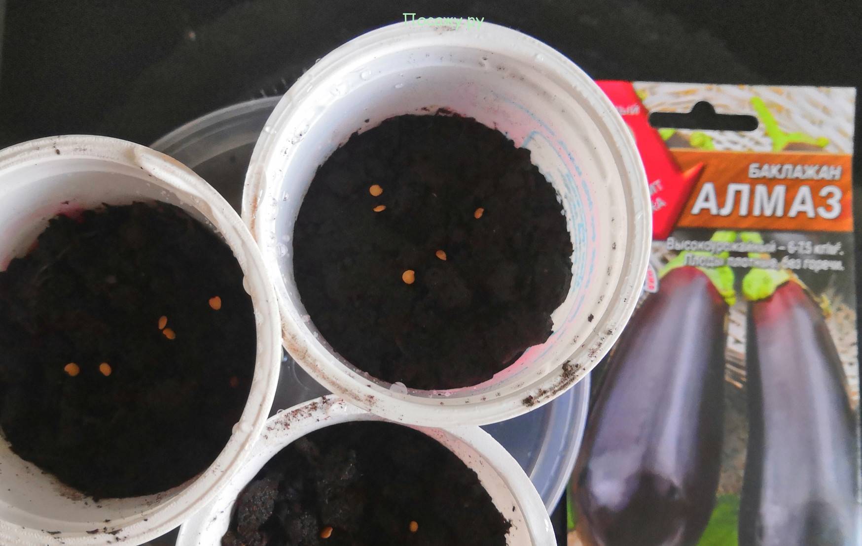 Как сажать баклажаны в открытый грунт рассадой: пошаговая инструкция