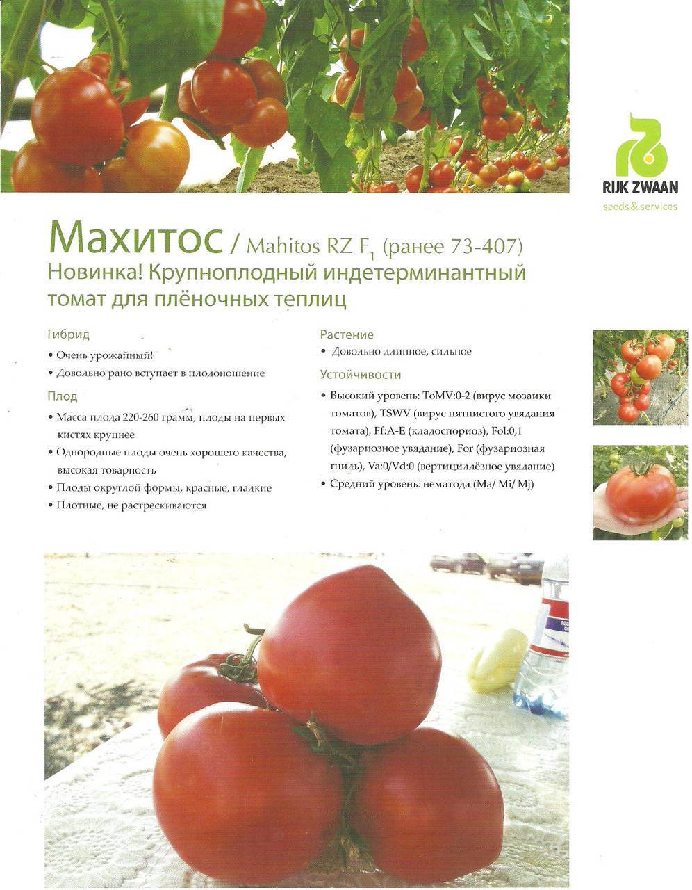 Описание гибридного сорта томатов Махитос F1 и выращивание рассады