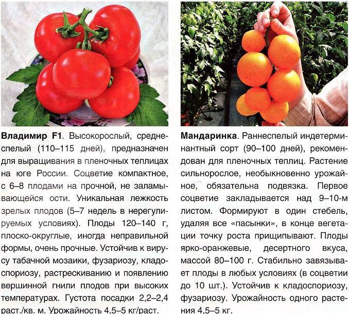 Томат москвич. описание, фото, условия выращивания. - сорта томатов