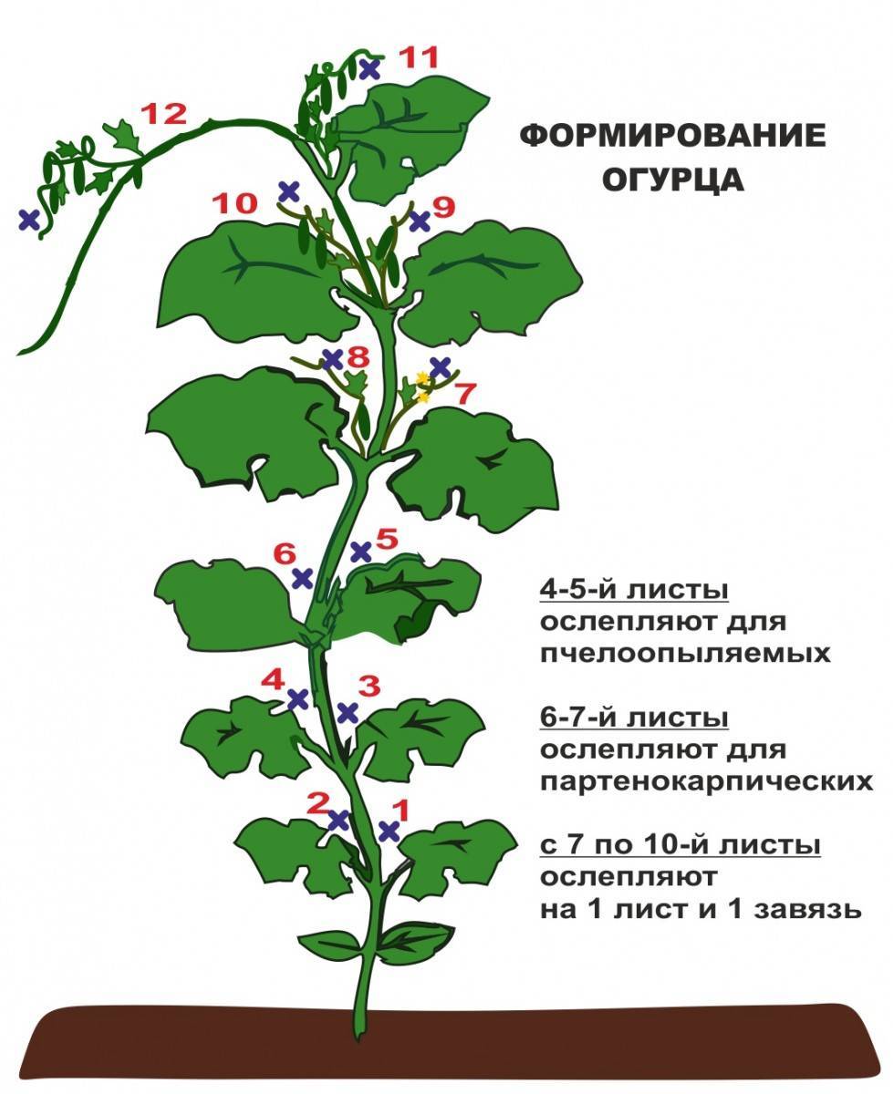 Схема формирования огурцов