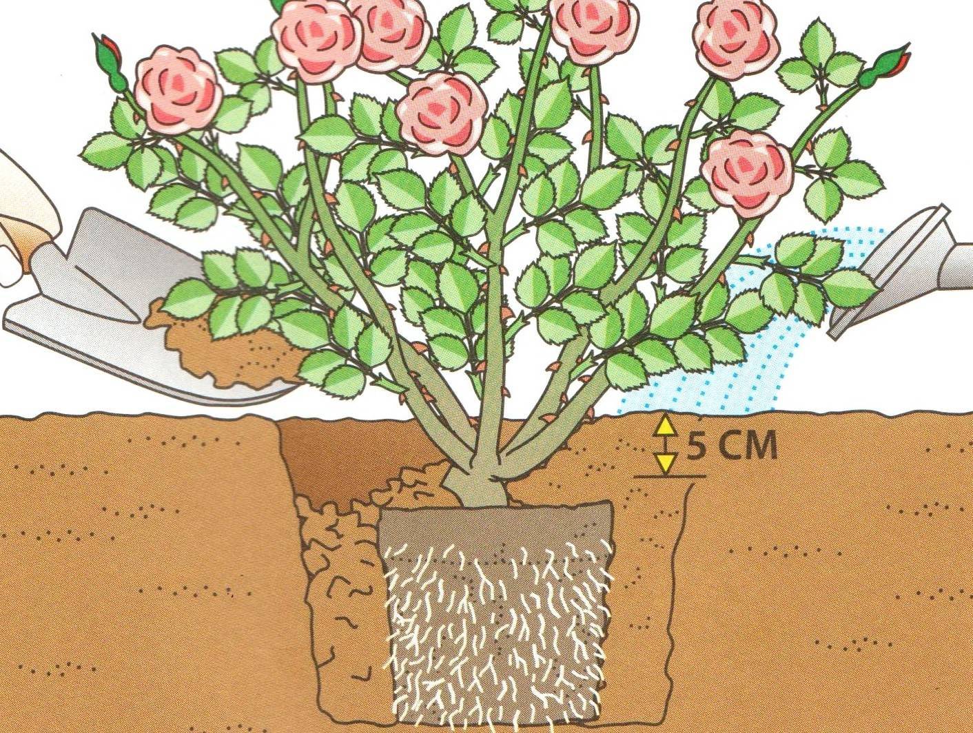 Парковая роза посадка и уход, выращивание, сорта с фото