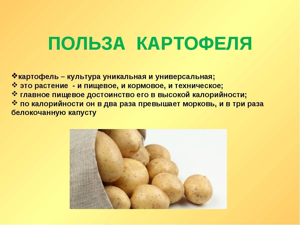 Картофель: полезные свойств и возможный вред | польза и вред