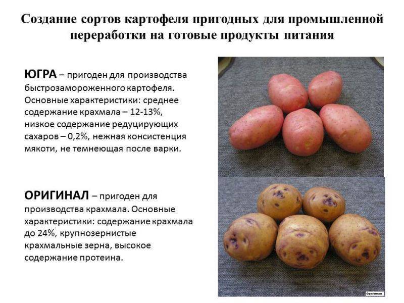 Картофель удача: описание сорта, отзывы, характеристика