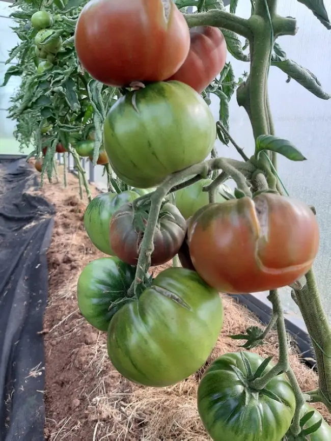 Семена томат f1 абрикотин: описание сорта, фото. купить с доставкой или почтой россии.