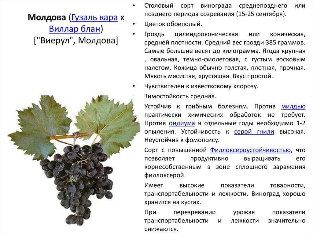 Ландыш — характеристики г.ф. винограда