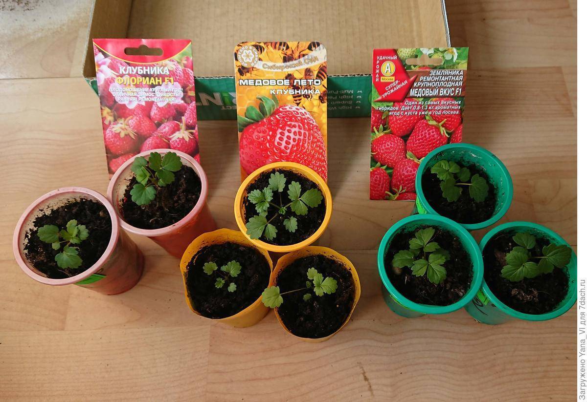 Как вырастить малину из семян в домашних условиях на рассаду, как из ягоды получить семена, плюсы и минусы размножения семенами