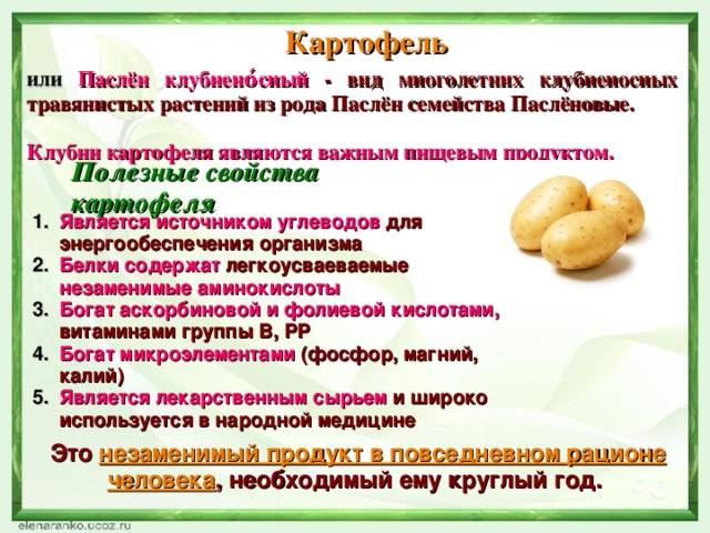 Вареный и сырой картофель: польза и вред для здоровья человека