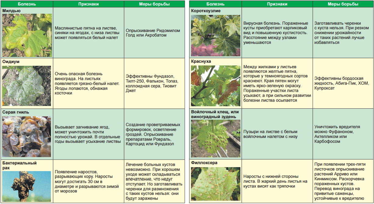 Обработка земли осенью от вредителей и болезней. Вредители винограда описание с фотографиями и способы лечения. Болезни винограда до цветения. Фотоопределитель болезней винограда. Вредители винограда описание с фотографиями и способы борьбы.
