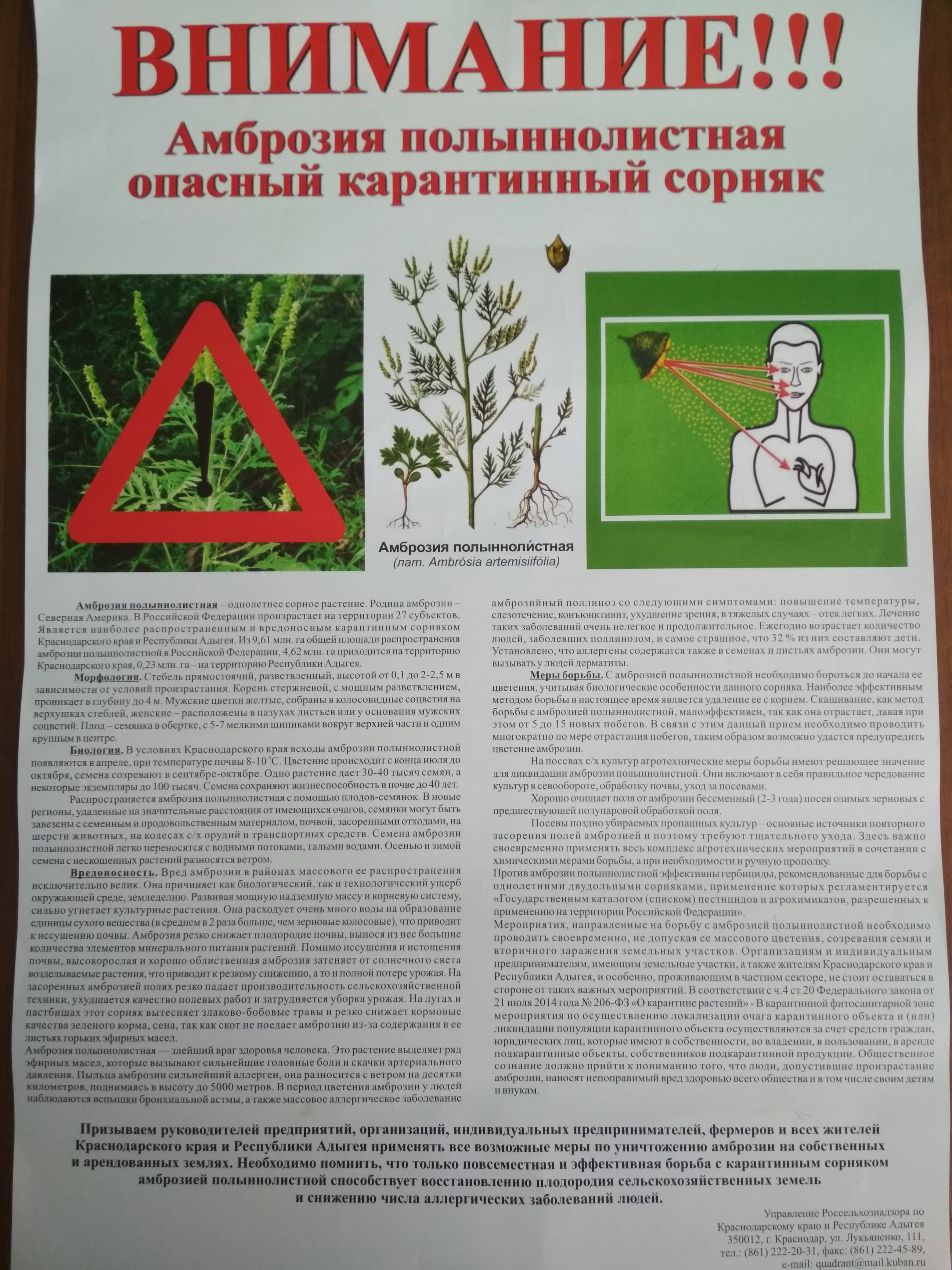 Список гербицидов против амброзии и как навсегда избавиться от сорняка