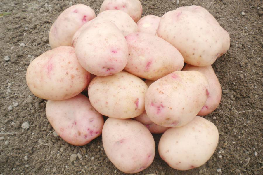 Сорт картофеля аврора – описание и фото