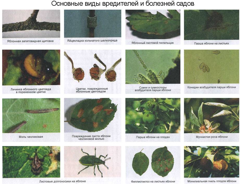Грушевая медяница и 12 способов борьбы с ней