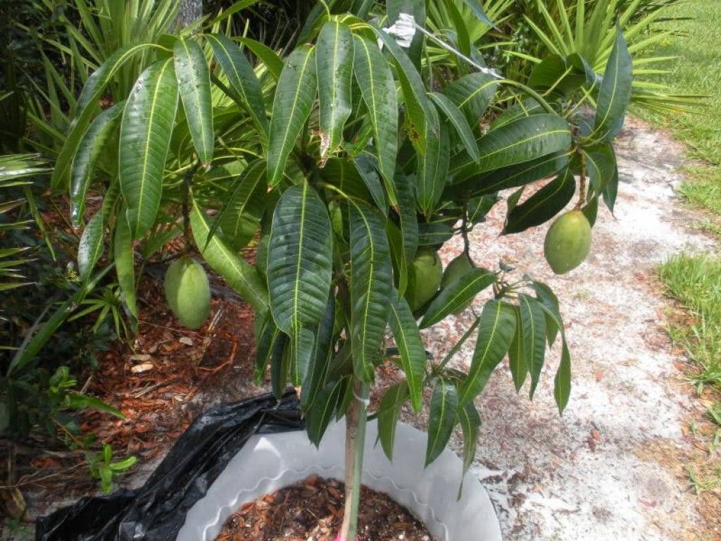 Дерево манго из косточки фото