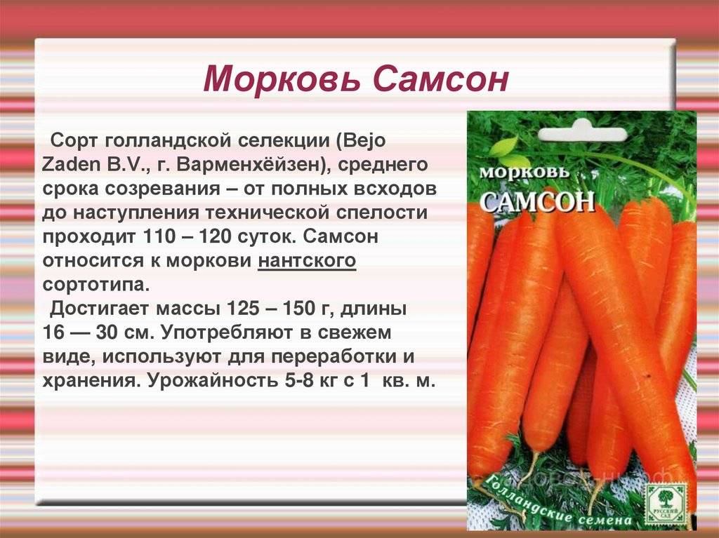 Морковь нантская, или масса отменных характеристик в одном корнеплоде