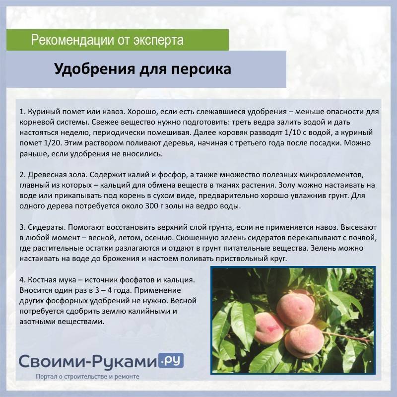 Размножение персика черенками: заготовка, высадка, подкормка на портале сделай сам