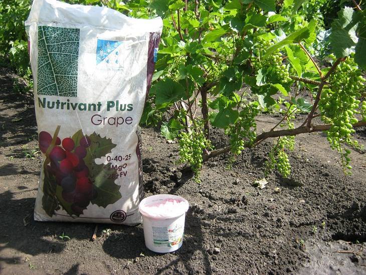 ???? подкормка винограда весной: чем и когда удобрять для увеличения урожая, минеральные и органические удобрения