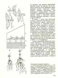 Клематисы: посадка уход на урале, размножение, сорта, фото, отзывы
