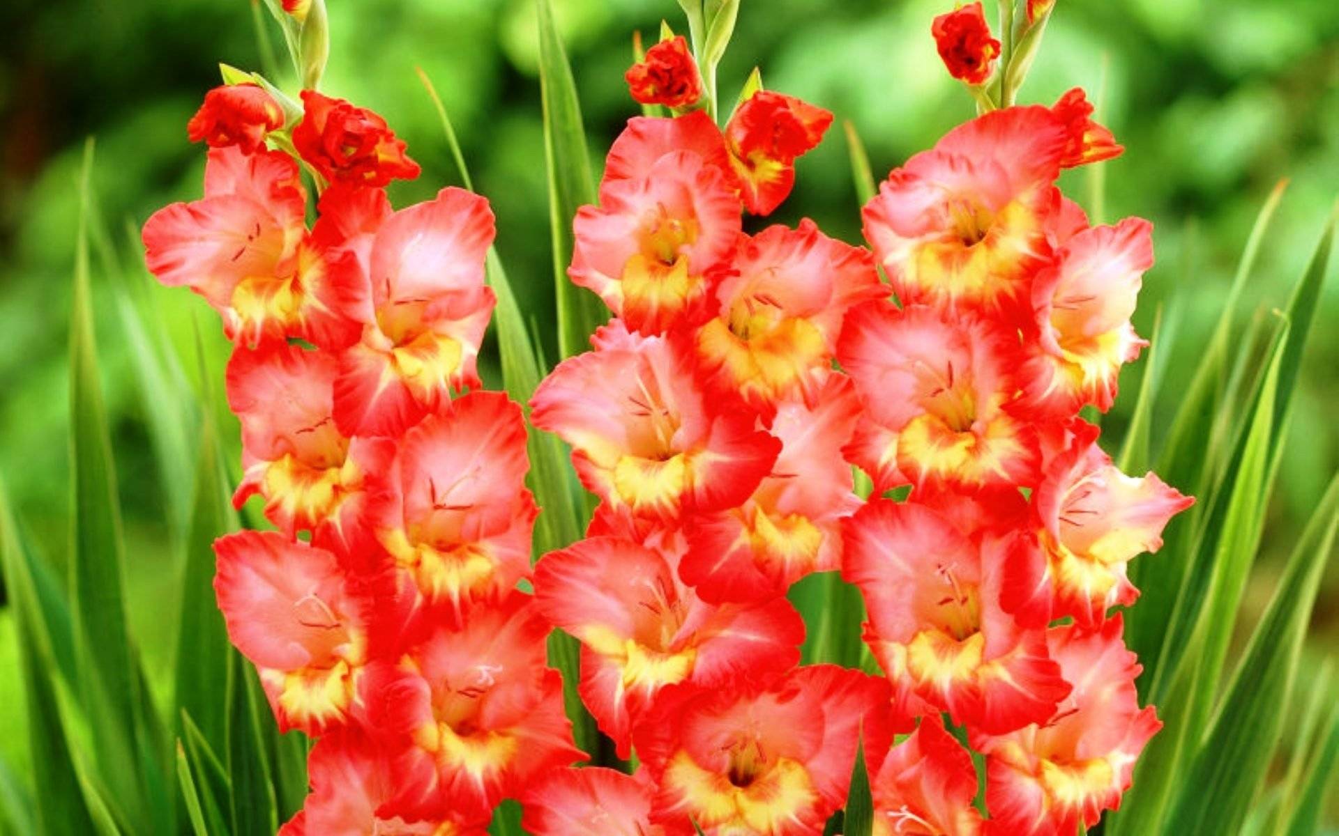 фото цветов гладиолусов