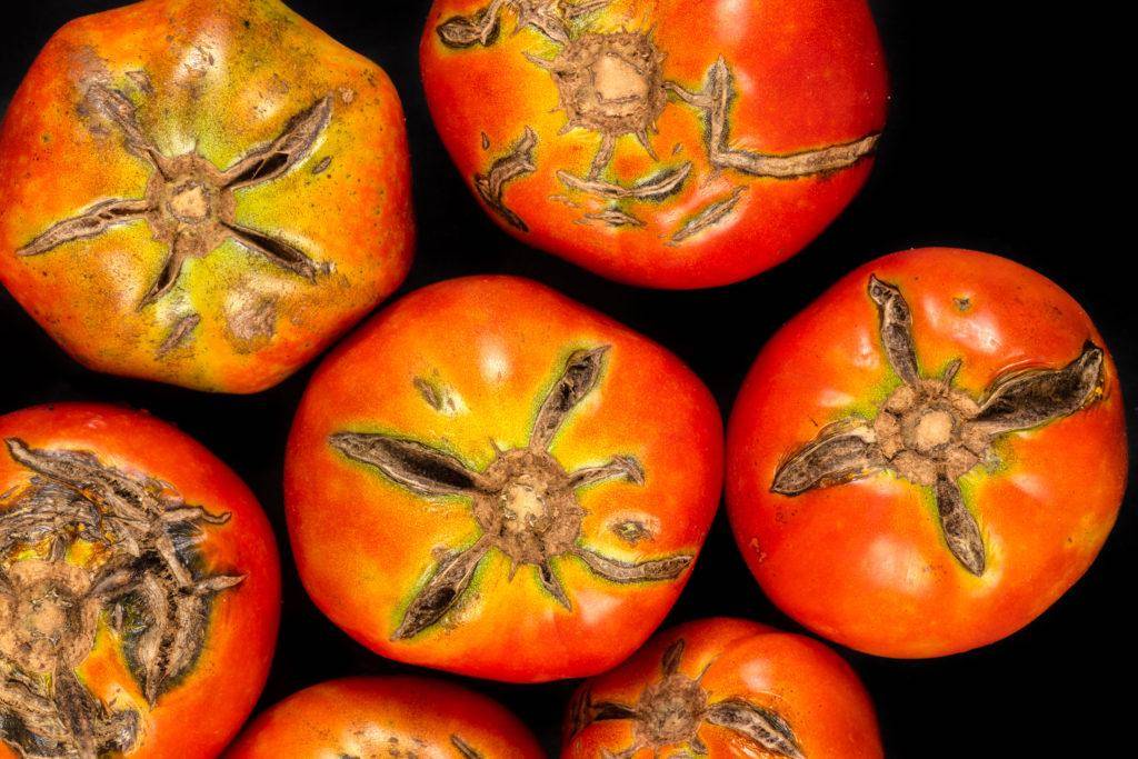 Почему трескаются и лопаются при созревании помидоры в теплице и открытом грунте, что делать