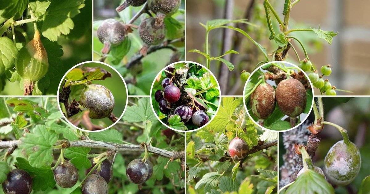 Причины отсутствия плодоношения у кустов черной смородины