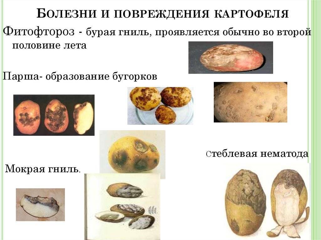 Болезни картофеля: причины, симптомы, способы лечения
