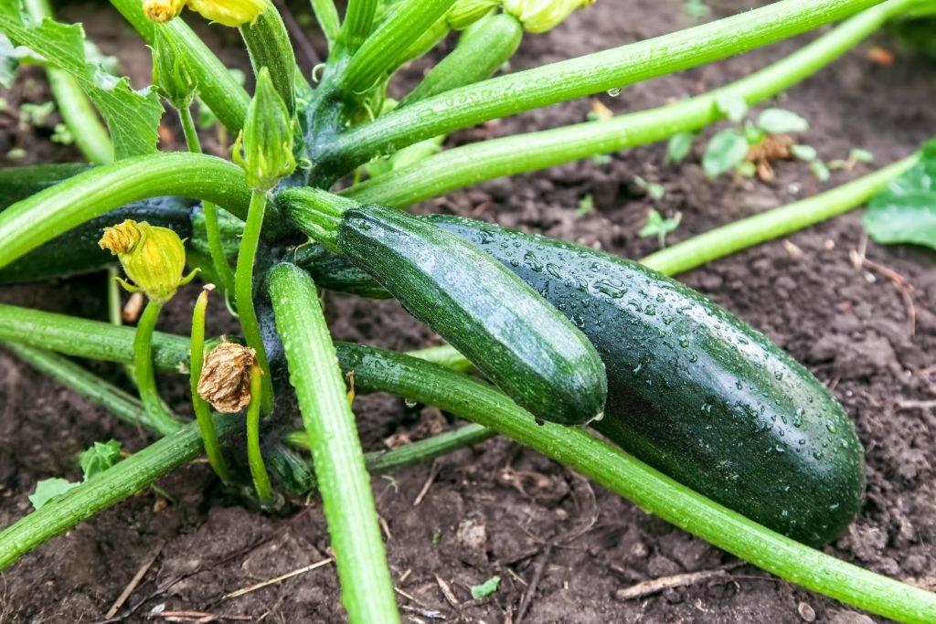 8 хитростей для большого урожая кабачков. посадка, подкормки, полив, сбор урожая. фото — ботаничка