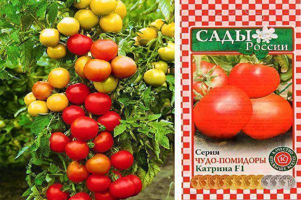 Описание скороспелого сорта томатов «катя f1»