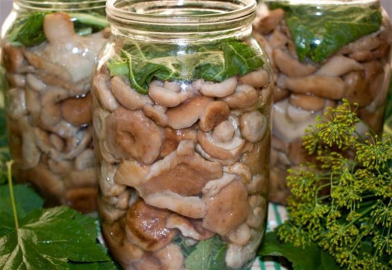 Волнушки способы приготовления как солить и мариновать - грибы собираем