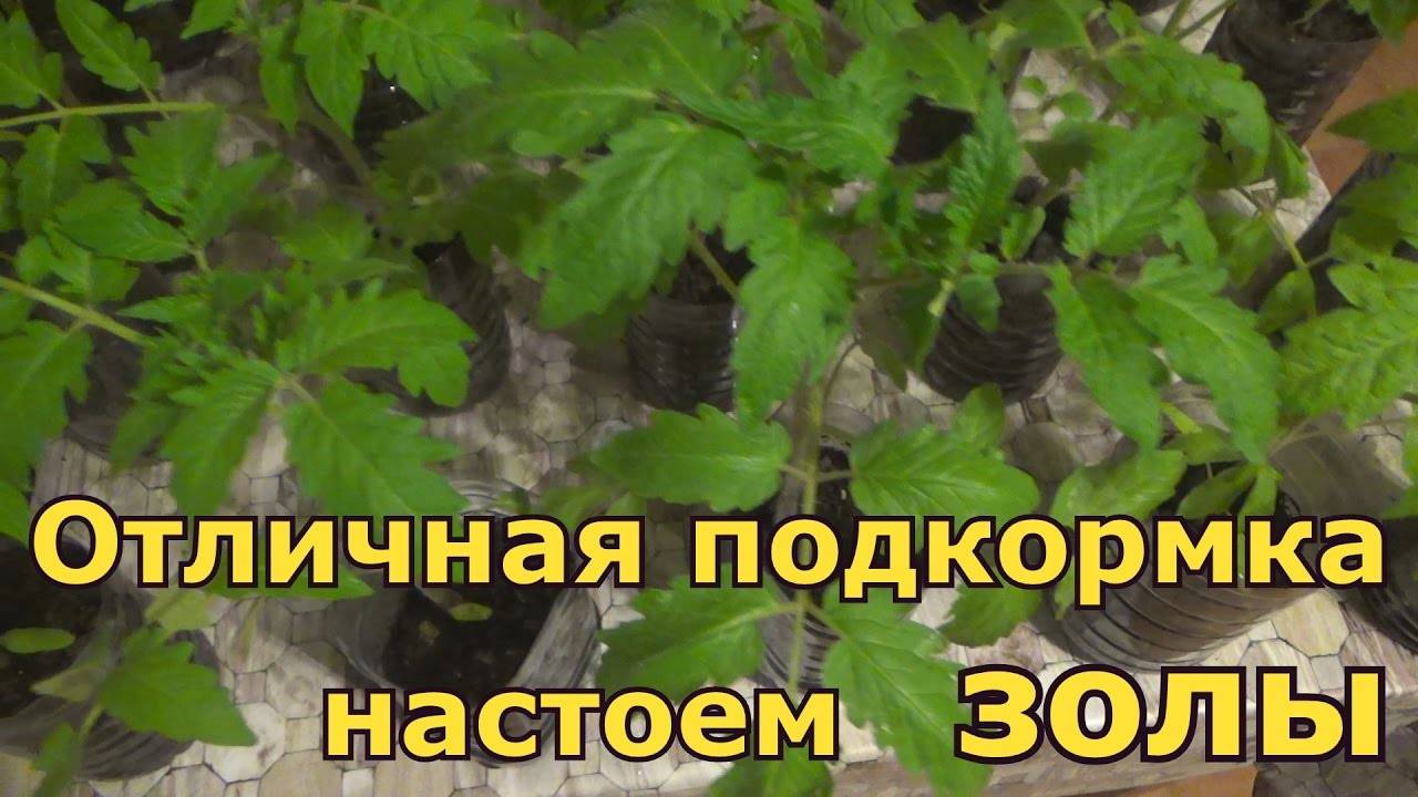 Подкормка томатов золой: рецепты приготовления и правила использования