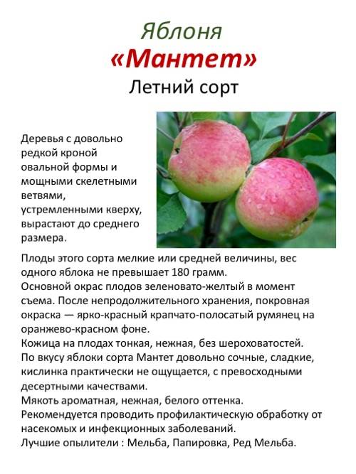 Сорт яблок ветеран фото и описание
