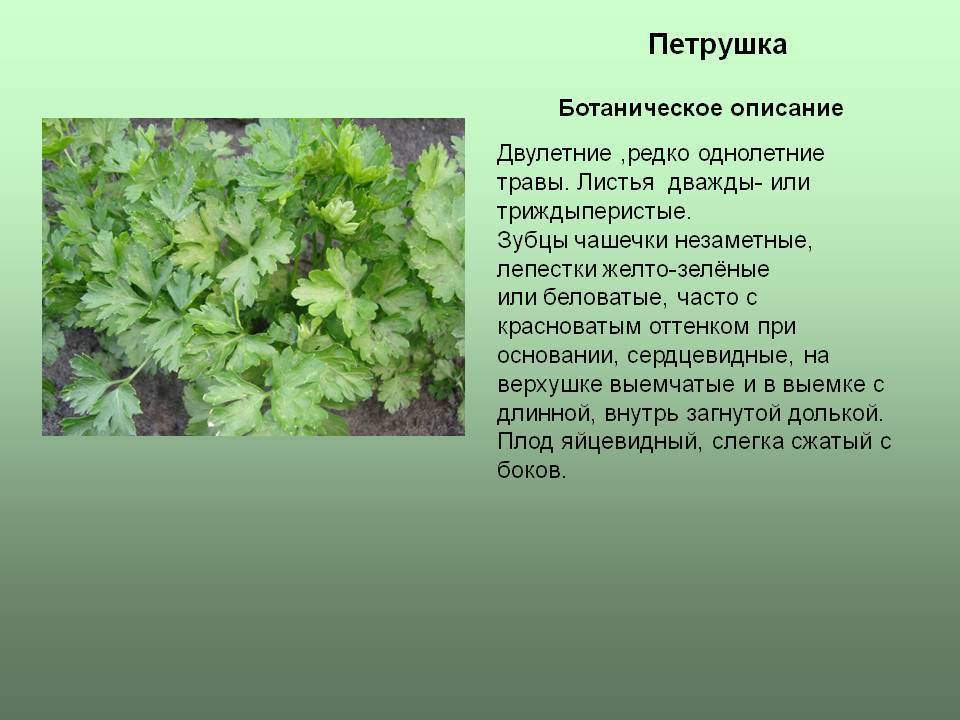 ✅ петрушка — это овощ или нет? описание и особенности растения, фото - tehnoyug.com