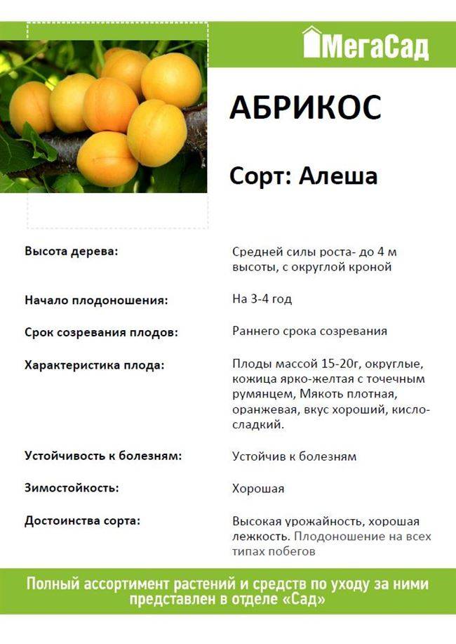 Сорта абрикос: описание, преимущества и недостатки ранних, среднеспелых, поздних, с мелкими плодами, белых абрикосов