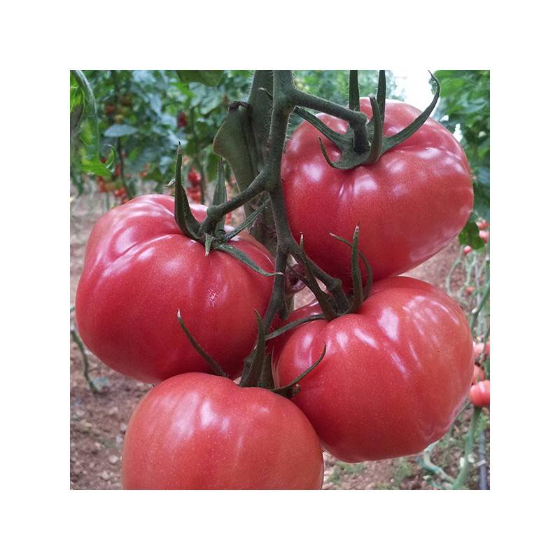 Описание крупноплодного томата Китайский розовый, рекомендации по выращиванию