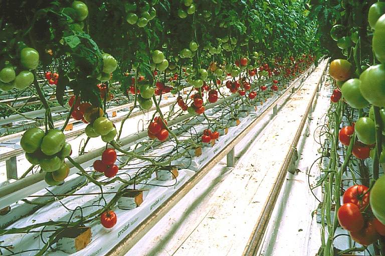 Выращивание клубники по голландской технологии: инструкция с описанием как получать урожай круглый год