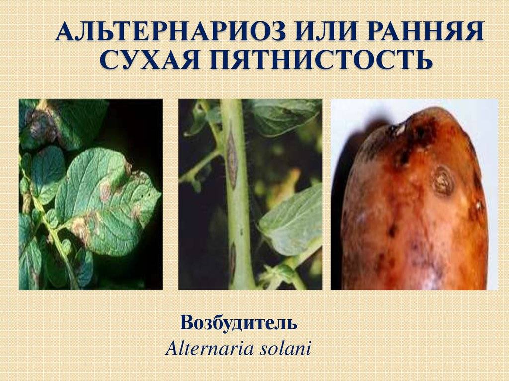 Альтернариоз картофеля: описание заболевания и причины, меры борьбы и лечение