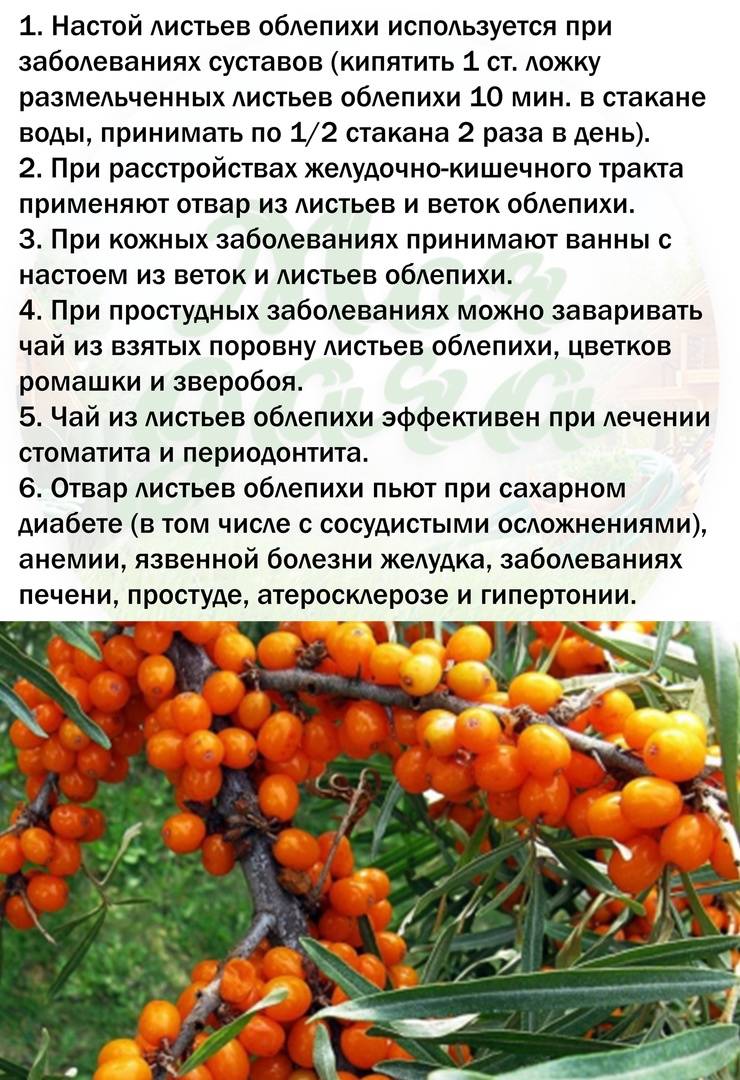 10 самых крупных сортов облепихи