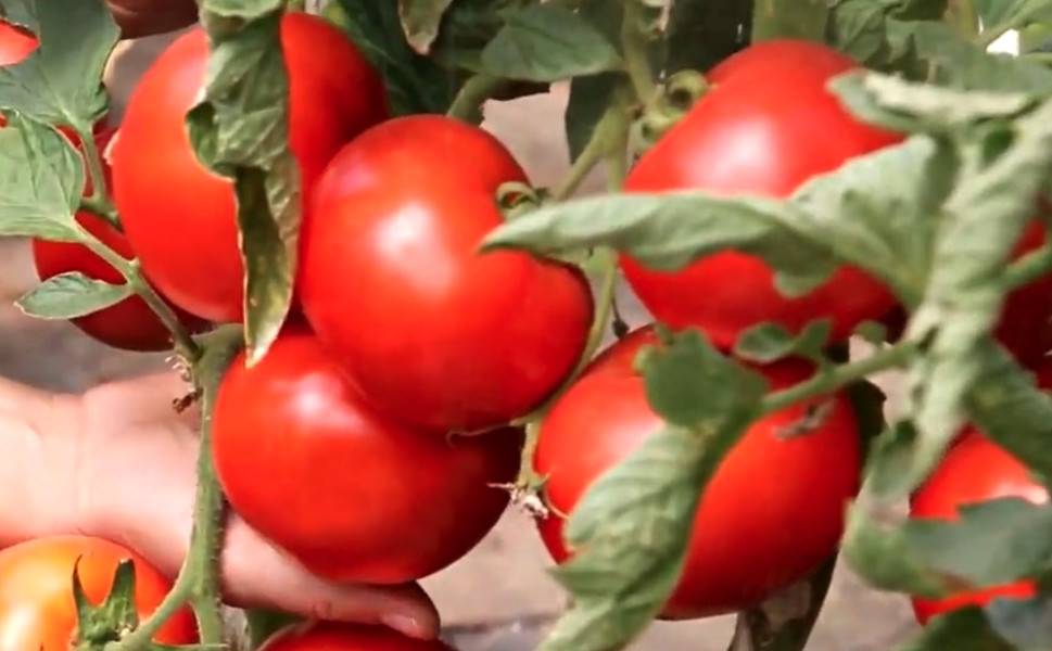 Томат красный петух - описание сорта, характеристика, урожайность, отзывы, фото