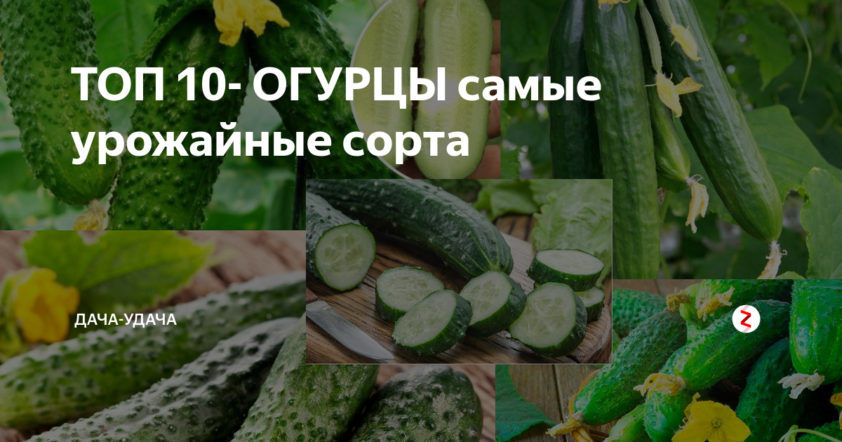 Пучковые огурцы: лучшие сорта и гибриды с описанием и фото
