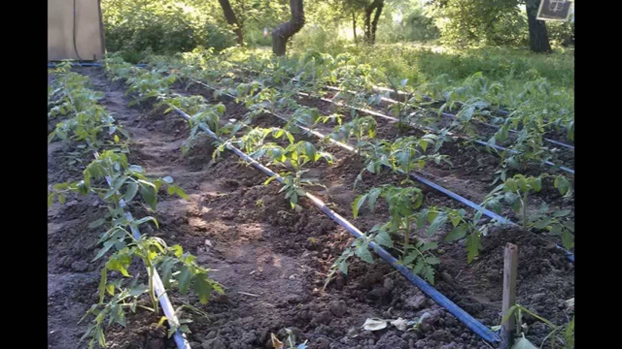 Капельный полив для помидоров в теплице | огородник