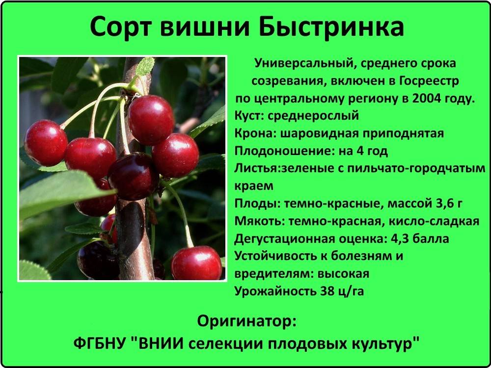 Вишня “гриот московский”: особенности выращивания и уход