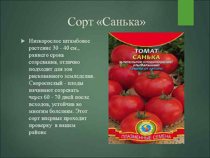 Сорт с сочной мякотью — томат красавец мясистый: отзывы об урожайности помидоров и описание
