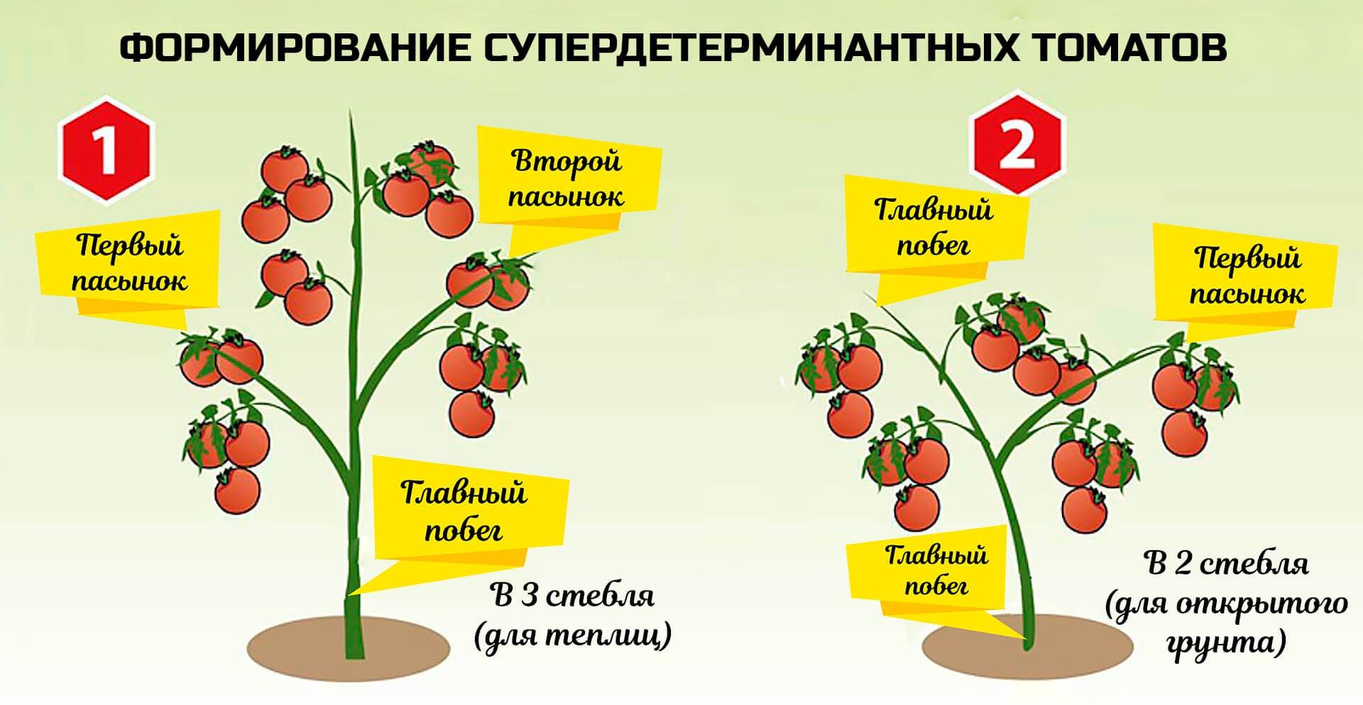 Описание сортов помидорных деревьев, посадка, выращивание и уход в открытом грунте