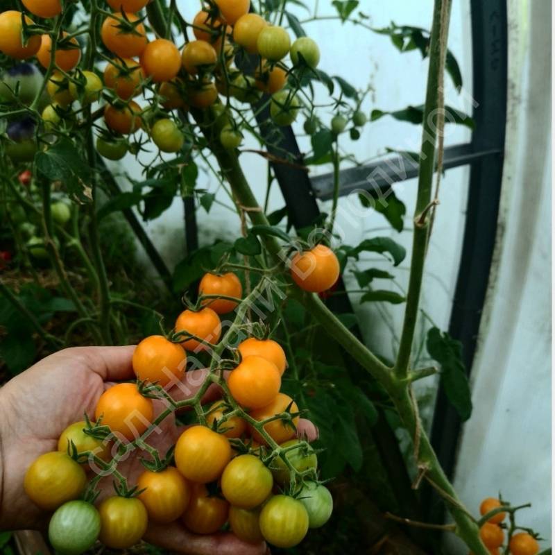 Семена: томат черри саммер сан /summer sun/. томаты, семена овощей. , , . продажа и доставка по краснодару и россии.