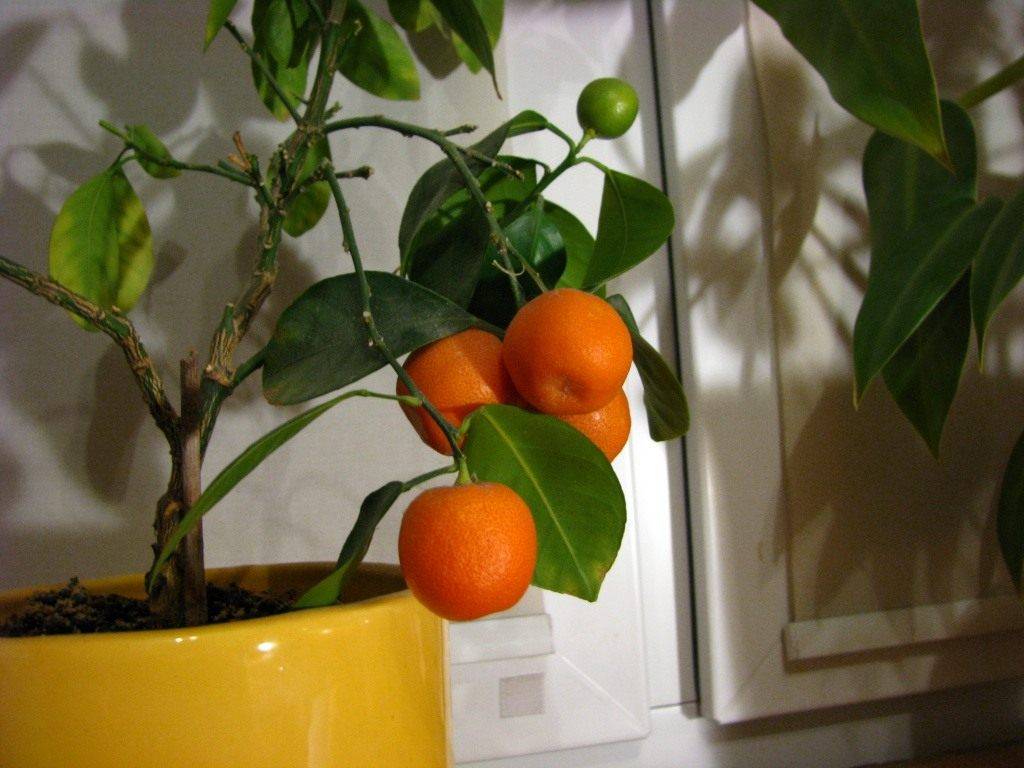 Мандарин растение в домашних условиях фото