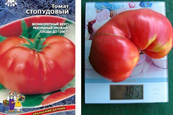 Описание сорта томата Стопудовый и особенности посадки растения