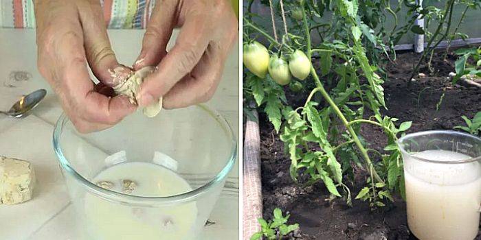 Секреты грамотного ухода за томатами: как подкормить помидоры дрожжами в теплице и что это даст